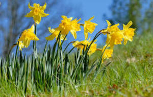 Rallye des Jonquilles